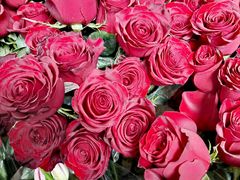 -桂林市花鸟市场