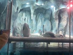 -帝企鹅自助餐厅•儿童岛•真企鹅(长隆企鹅酒店)