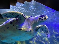 -太平洋海底世界