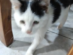 -光明巷里木烤肉