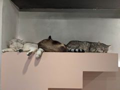 -猫儿山۰猫主题餐厅