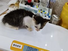 -谐和贝康宠物医院24小时·宠保定点(急重症转诊中心)