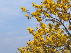 -天适樱花悠乐园