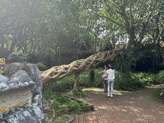 -瑞丽独树成林风景区