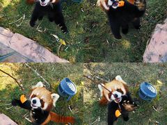 -灵玲国际马戏城