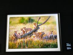 -罗红摄影艺术馆