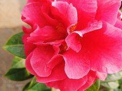 -利群海琴购物广场(商丘路店)