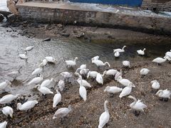 -烟墩角天鹅湖