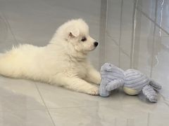 -翊宠yipet猫狗购宠庄园犬舍•猫舍