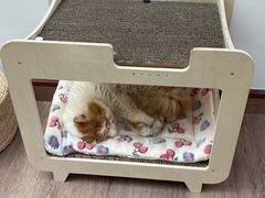 -有猫主题·治愈系猫咖(曾厝垵店)