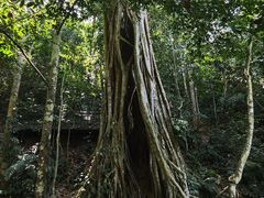 -中国科学院西双版纳热带植物园