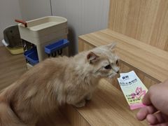 -唐小姐の私宠·宠物洗护美容·撸猫馆·购宠(周浦万达旗舰店)