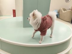 -怪兽屋·羊驼·猫咖·狗咖(俊华广场店)