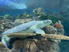 -上海海洋水族馆