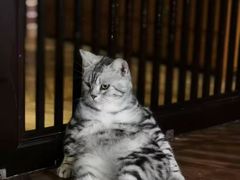 -蓝鲸·缅因猫舍
