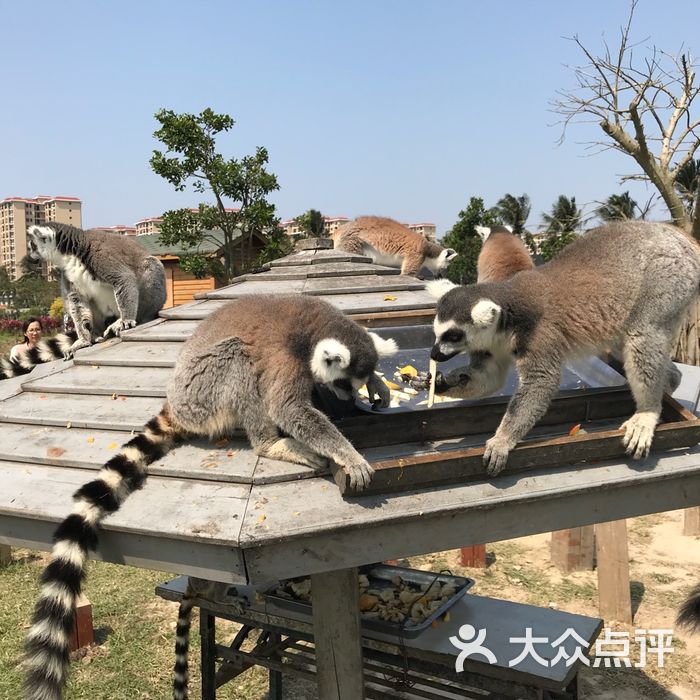 海口天鹅湖动物基地图片