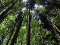 -武陵山森林公园