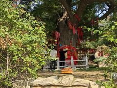 -遵化市禅林寺古银杏风景园