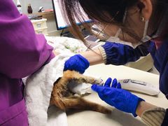 -爱侣·安琦尔宠物医院·中兽医针灸·心内科·狂犬免疫点(宝山区院)