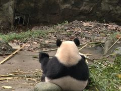 -都江堰中华大熊猫苑