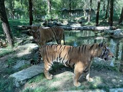 -北京野生动物园
