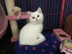 -喵zoo家庭繁育猫舍(尖东智能花园店)