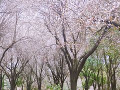 -洨河生态公园