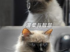 -浣熊柯尔鸭土拨鼠·电玩咖