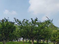 -桃花岛公园