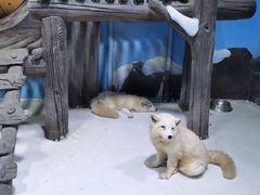 -海合安青岛极地海洋公园