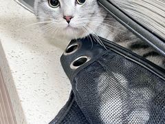 -动物缘宠物医院·骨科·猫科(西二环店)