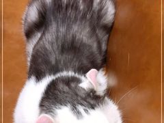 -藏猫猫咖啡主题馆(中央大道店)