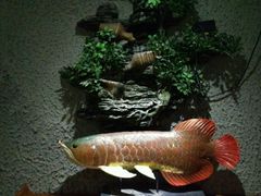 -富侨养生(康乾店)