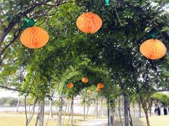 -上海长兴岛郊野公园