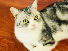 -猫小院猫主题咖啡厅(北锣店)