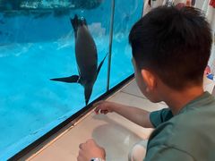 -帝企鹅自助餐厅•儿童岛•真企鹅(长隆企鹅酒店)