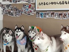 -星多哈·狗咖·拼豆·咖啡