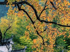 -塔川景区