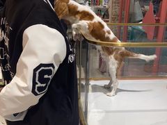 -FAELING PETS美天灵宠物(合生汇店)