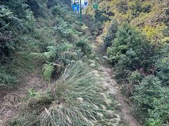 -野象谷景区