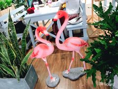 火烈鸟-随心小姐