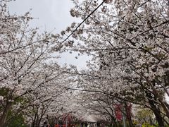 -高东镇樱花园