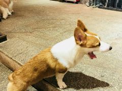 -more than meow吴止猫主题餐厅(承德 中船汇店)