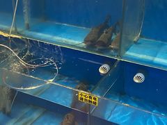 -山河屯江鱼馆