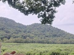 -中国茶叶博物馆(双峰馆区)