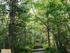 -汤旺河林海奇石景区