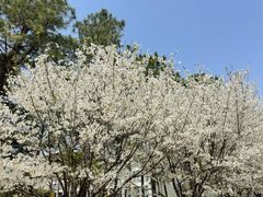 -同济大学(嘉定校区)