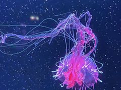-欢乐海岸海洋奇梦馆