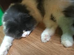 -李小姐の猫咖啡馆(五角场店)