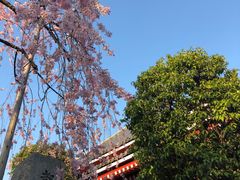 -浅草寺